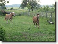 Eliško chyť si mě