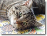 Mazlíček Fanoušek