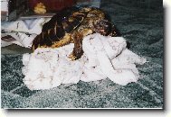 Z toho malé nebudou!!!!!