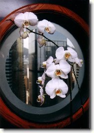 Bílý květ z Hongkongu