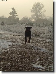 Létající Čestmír