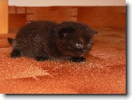 Britská čokoládová