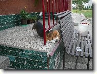 Benny už zase uvažuje,kde něco vyvede.