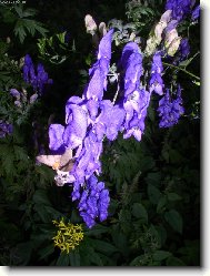 oměj na Sejfském potoce