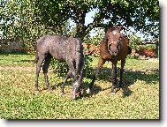 Maminka s dceruškou