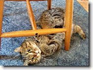 Pojď budeme si hrát..