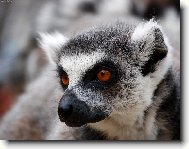 Lemur katta a zoubek vyčnívající z tlamy...