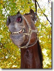 Výsměch přímo do objektivu