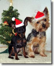 Krásné vánoce všem