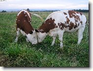 Už jste to slyšela?