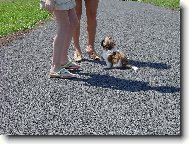 Besinka se jde učit testy autoškoly