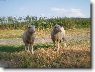 Pásla ovečky v zeleném háječku....