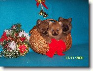 Vánoční štěňata z Nového Alborgu