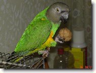 Papoušek Senegalský