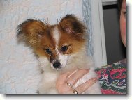 Estel Porubský květ