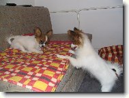 Estel a Eset Porubský květ