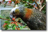 Papoušek při snídani