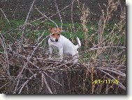 Je tam asi myšička!