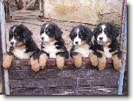 Tři mušketýři a Dartaňan