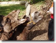 Máš něco dobrého??