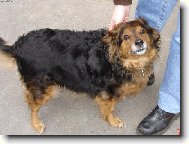 Čistokrevný voříšek