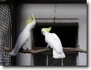 Kakadu žlutočečelatý