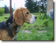 kde je můj páníček?