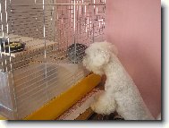 Chtěla bych tě navštívit.Pustíš mě dál?