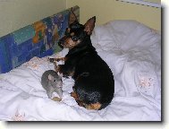 Kamarádky aneb Tom a Jerry :-)))