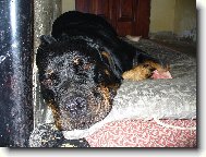 Nellynka odpočívá a zároveň hlídá