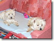 Odpočinek našich westíků