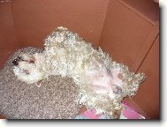 Tříletý westík Beníček