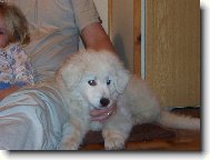 modrooký blonďák děvčata