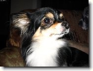 čivaví chlapeček Miki