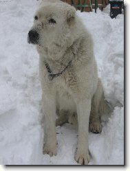 sice dědula,ale pořád ještě švihák..