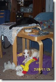 naše zlatíčka : Lucka a Charlie