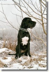 Dante Český Sirius