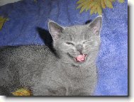 Myšové třeste se!Cha cha chááááááá