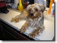 pomocnice při vaření