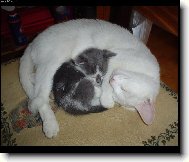 Dobrou noc ať vás blešky štípou celou noc:-)