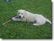 Jess  s košťátkem