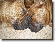 sladce unaveni - zaslouženě nerušeny