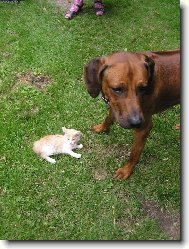 Tchibo(čibíček) a Lucky(pes)