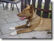 Náš milovaný Arnyšek