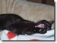 tak to je náš mazel....