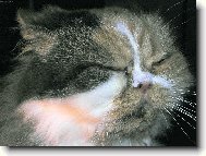 Kočka nebo Číňan?