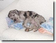 Attila neboli Tylísek