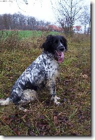 Hela Od Staré vsi po honu