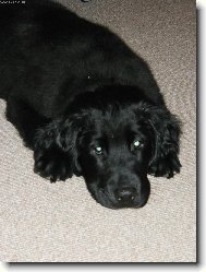 Bonee jak dělá psí oči