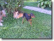 Arwen, Míša, Scherry